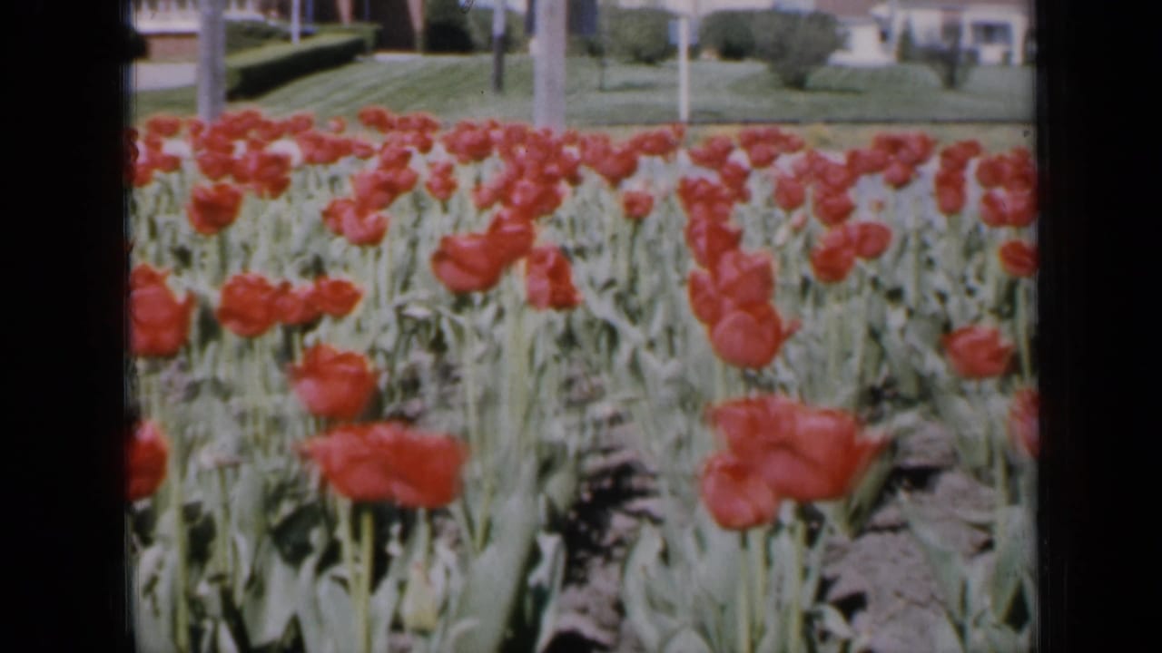 Red tulips growing in rows beside a lawn and houses.