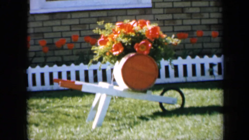 1959 Iowa frame showing a white wheelbarrow planter with orange flowers on grass, backed by a brick wall and white picket fence.
