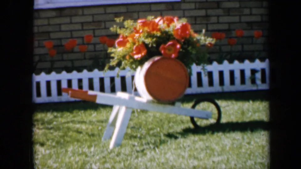 1959 Iowa home-movie frame centered on a white wheelbarrow planter with orange blooms against a brick house and picket fence.