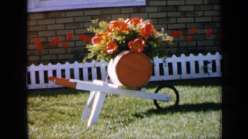 1959 Iowa frame showing the orange-flower wheelbarrow planter from a slightly closer angle, with lawn, fence, and brick wall visible.