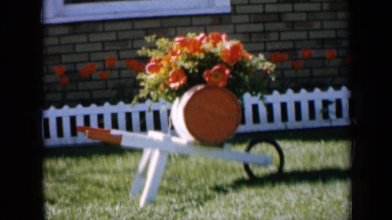 White wheelbarrow planter with orange flowers on a lawn beside a picket fence and brick house.
