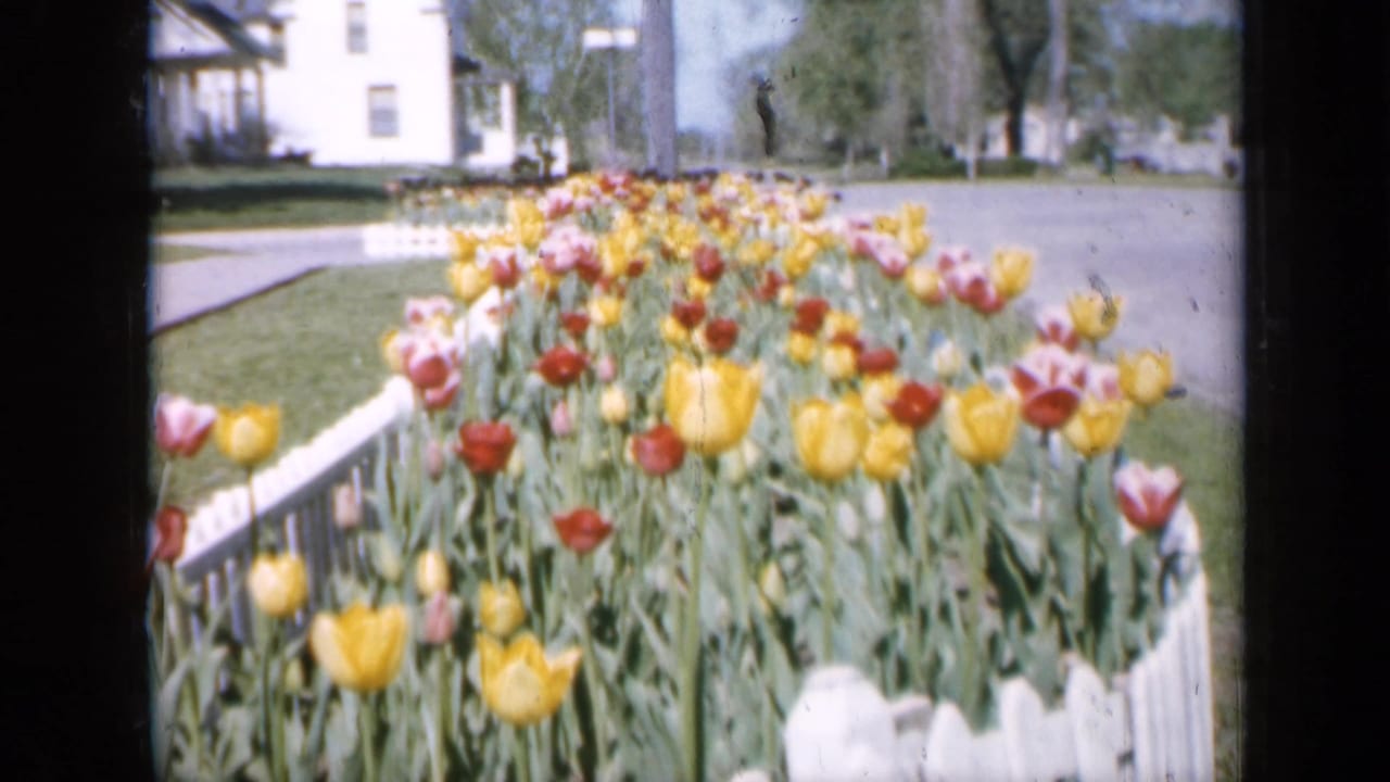Colorful tulips behind a white picket fence with a house and street beyond.