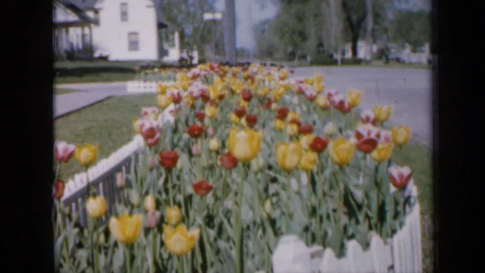 1959 Iowa garden view showing many colorful tulips behind a white fence, with a quiet residential street and house behind them.