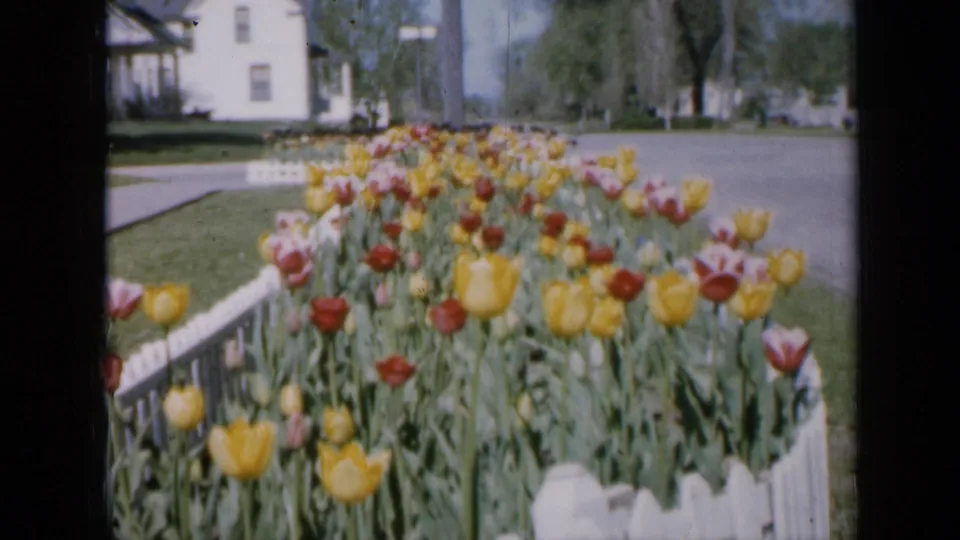 1959 Iowa 8mm frame looking along a dense tulip bed, with bright blooms, white fence slats, lawn, and a house beyond.