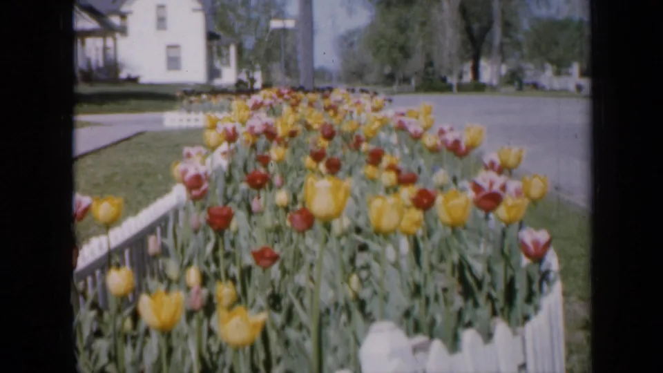 1959 Iowa home-movie still of a colorful tulip bed in front of a white fence, with a lawn, street, trees, and house behind.