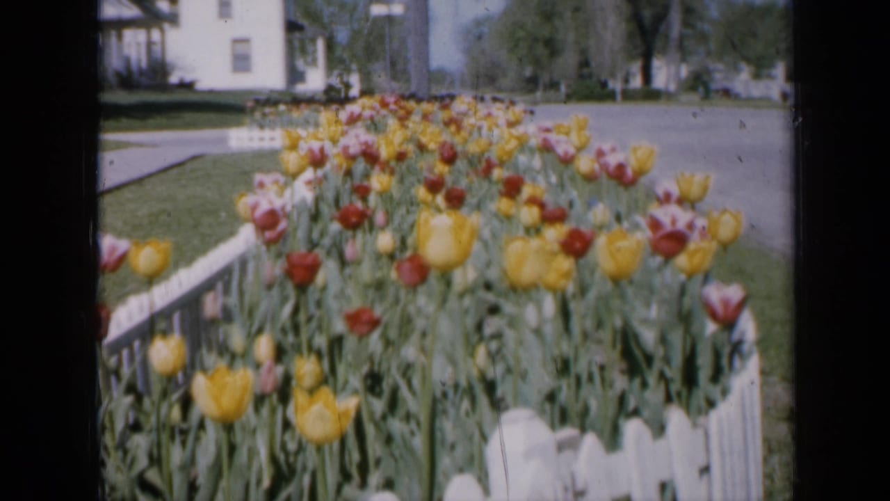 Red and yellow tulips behind a white picket fence on a residential street.