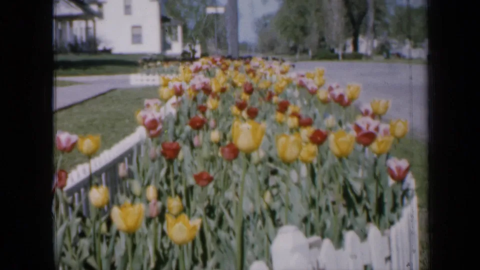 1959 Iowa residential garden view with red, yellow, and pink tulips along a white picket fence near a quiet street.