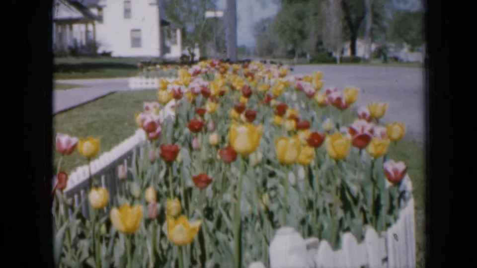 1959 Iowa home-movie still of a front yard tulip bed, white fence, lawn, street, and detached houses in soft 8mm color.