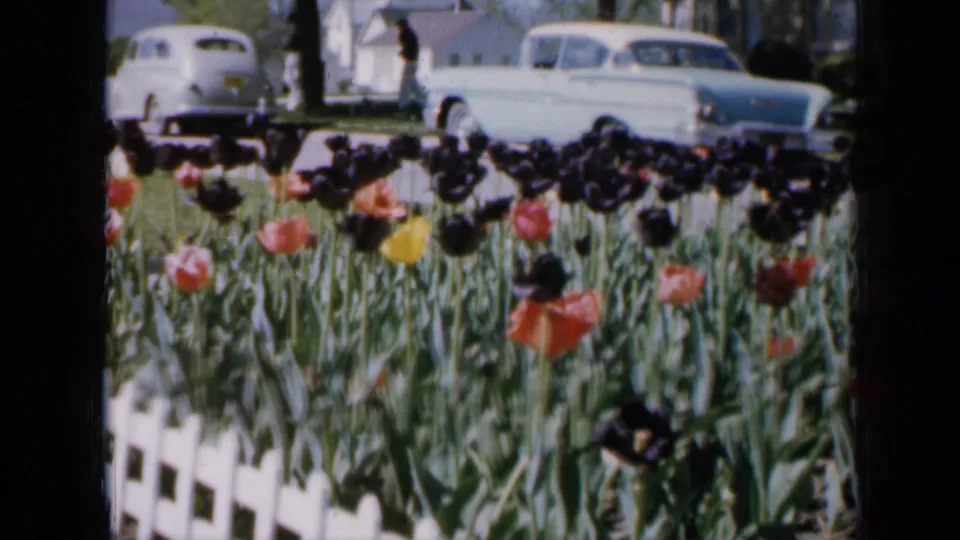 1959 Iowa frame showing tulips in front of a white picket fence, with mid-century parked cars and houses across the street.