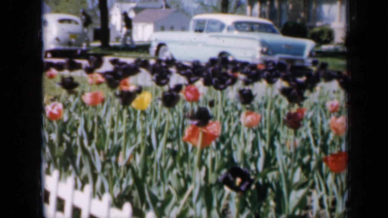 Tulip bed behind a white picket border with a pale 1950s sedan and houses beyond.