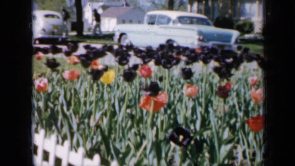 1959 Iowa home-movie frame showing colorful tulips, a white picket garden edge, a pale 1950s sedan, lawns, houses, and a distant person.