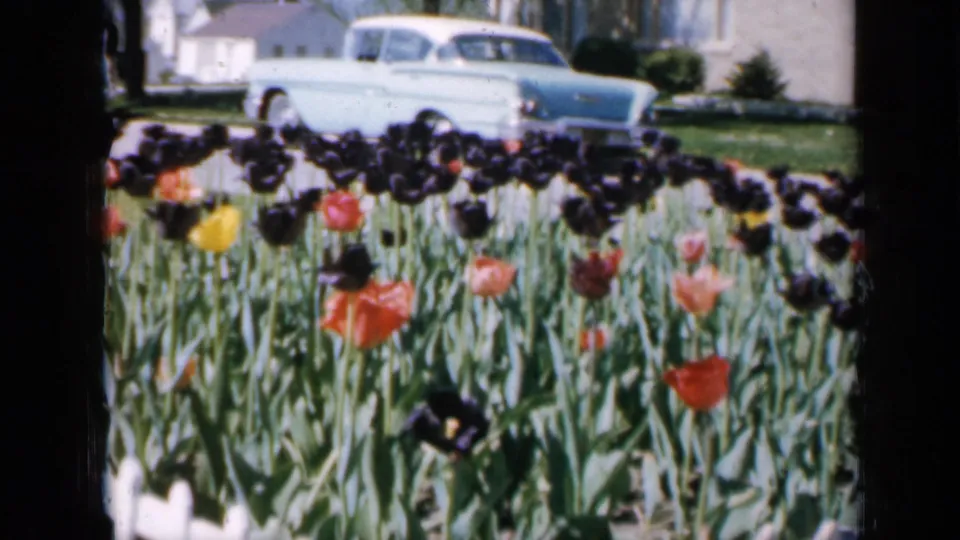 1959 Iowa frame with a dense tulip garden in front of a pale 1950s sedan, suburban lawns, houses, trees, and street details.
