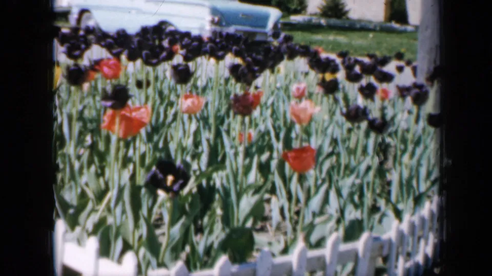 1959 Iowa home-movie frame looking across tulips and picket garden edging toward a pale 1950s sedan and residential lawns.