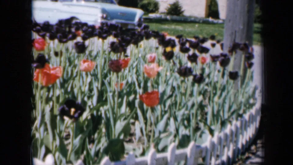 1959 Iowa frame showing the tulip bed from a slightly shifted angle, with white edging, a pale parked sedan, houses, trees, and lawn.