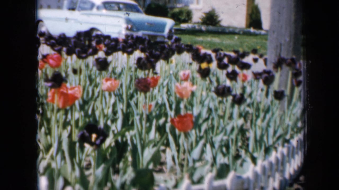 Tulip bed behind a white picket fence with a pale blue sedan parked near houses.