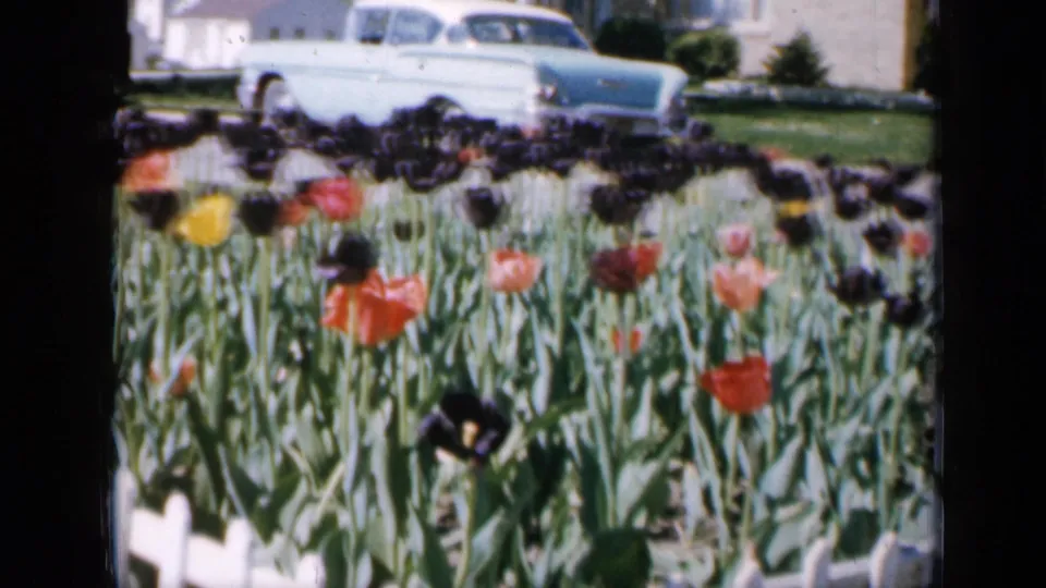 1959 Iowa home-movie view of a tulip garden with red, dark, pink, and yellow flowers near a parked pale blue sedan.