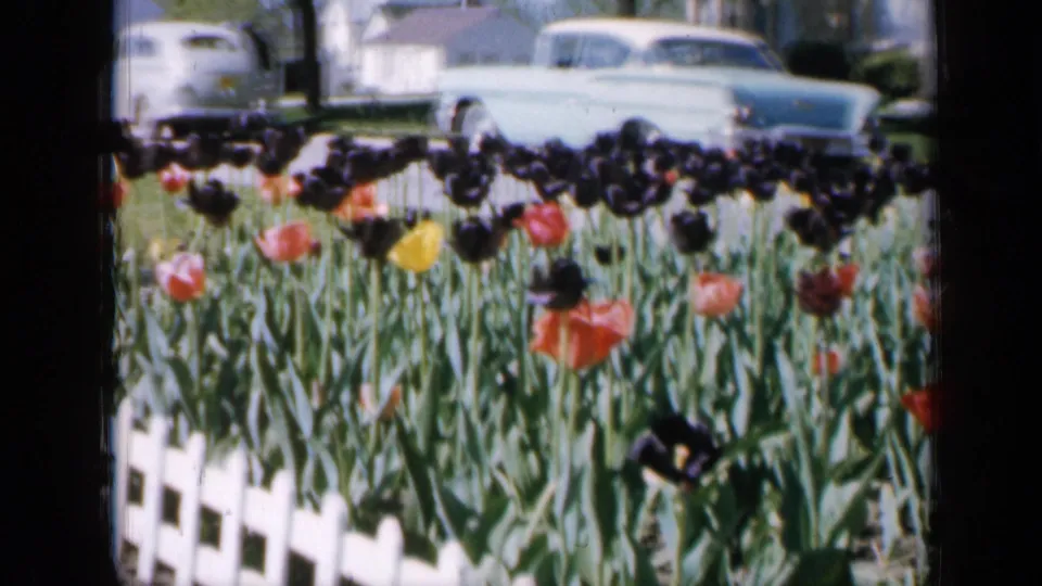 1959 Iowa home-movie frame with a close tulip bed, white picket fence, green lawn, and pale blue sedan beyond.
