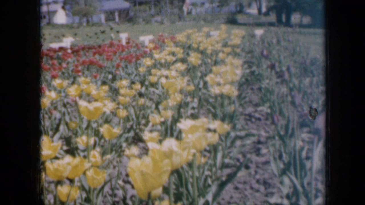 Yellow and red tulips grow in rows beside a lawn and houses.