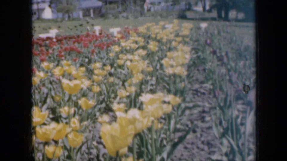 1959 Iowa home-movie frame showing rows of yellow and red tulips with lawn, trees, houses, and a pale car beyond.