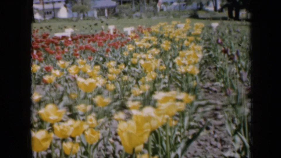 1959 Iowa garden view from 8mm footage, looking across yellow tulips toward red beds, lawn, trees, and residential buildings.