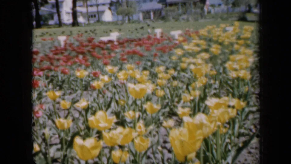 1959 Iowa frame with soft 8mm color, showing yellow tulips in front of red flower rows, lawn, trees, and nearby houses.