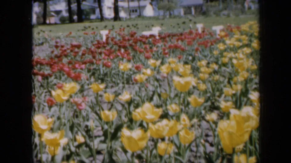 1959 Iowa home-movie still showing red and yellow tulip beds, green stems, lawn, trees, and houses in the background.