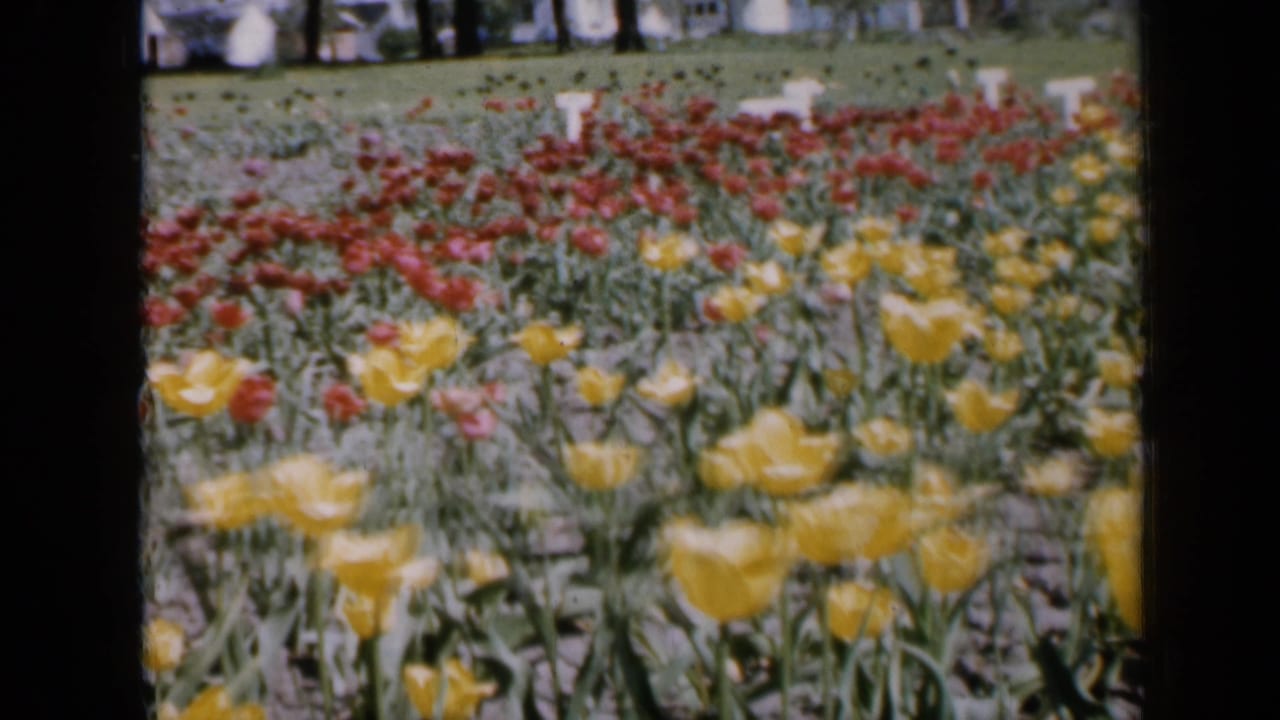 Yellow and red tulips fill a formal garden bed with small white markers behind them.