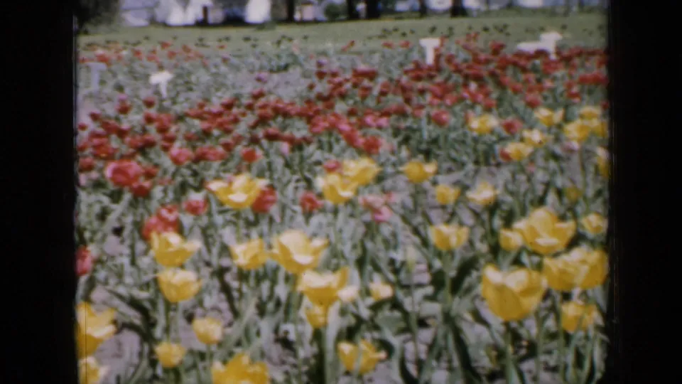 1959 Iowa garden view with yellow tulips in the foreground and red tulip rows stretching behind them.