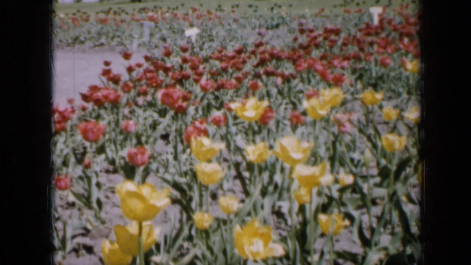 1959 Iowa 8mm frame of red and yellow tulips seen from a low visitor perspective in a formal garden.