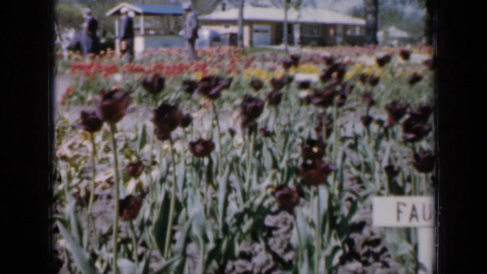 1959 Iowa garden frame with dark tulips in front, red rows beyond, distant people, a house or garden building, and a partial white sign reading FAU.