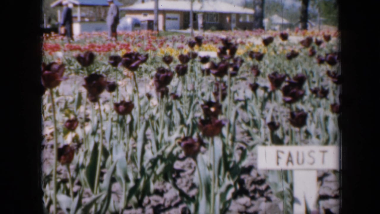 Dark tulips in a garden bed with a white FAUST marker and a house in the background.