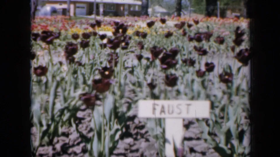 1959 Iowa home-movie frame showing a FAUST tulip marker among dark blooms, with colorful beds and a residential-looking house in the background.
