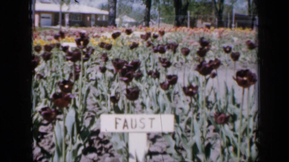 1959 Iowa 8mm view of dark tulips and a FAUST marker, with rows of bright flowers, trees, and a porch-front house behind.