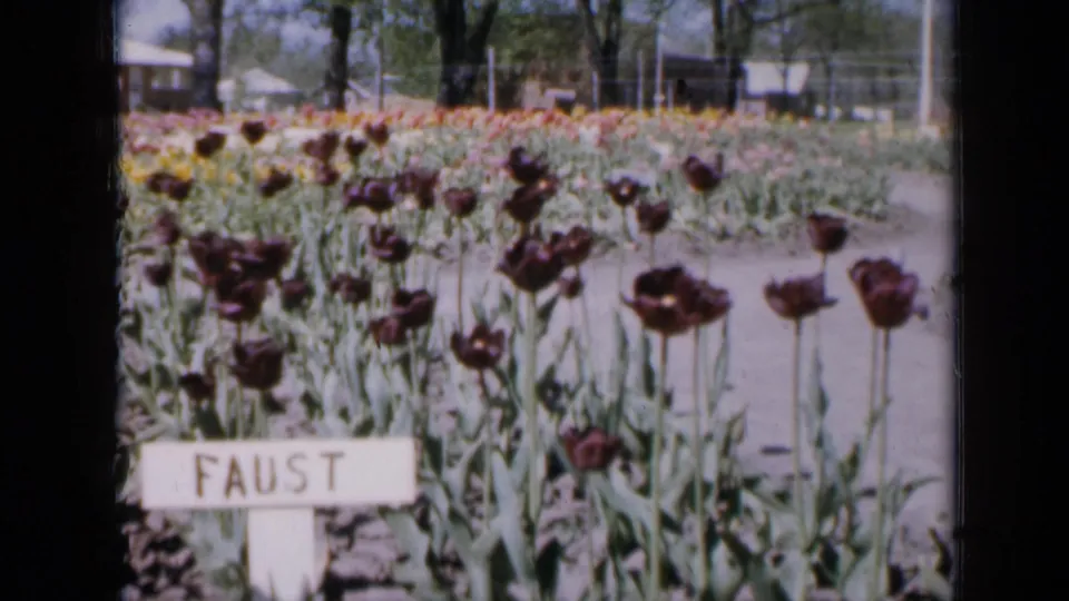 1959 Iowa home-movie frame of dark tulips around a FAUST marker, bordered by a garden path and distant residential structures.