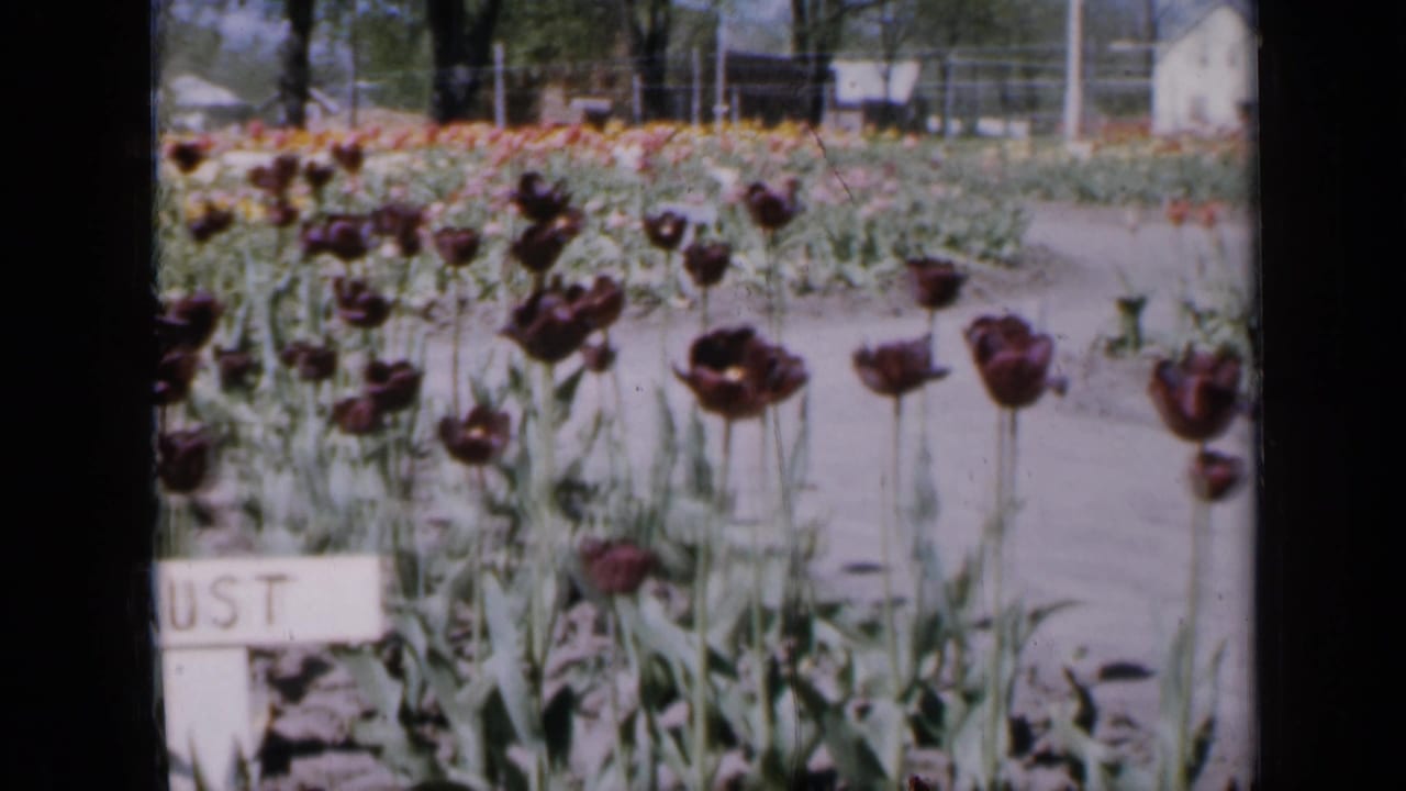 Rows of dark tulips with a white name plaque at the edge of a garden bed.