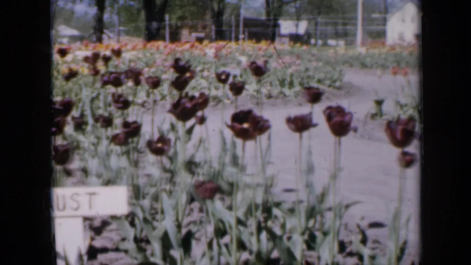 1959 Iowa 8mm frame showing dark tulips in rows, a partial handwritten plaque, garden path, fencing, trees, and small buildings beyond.