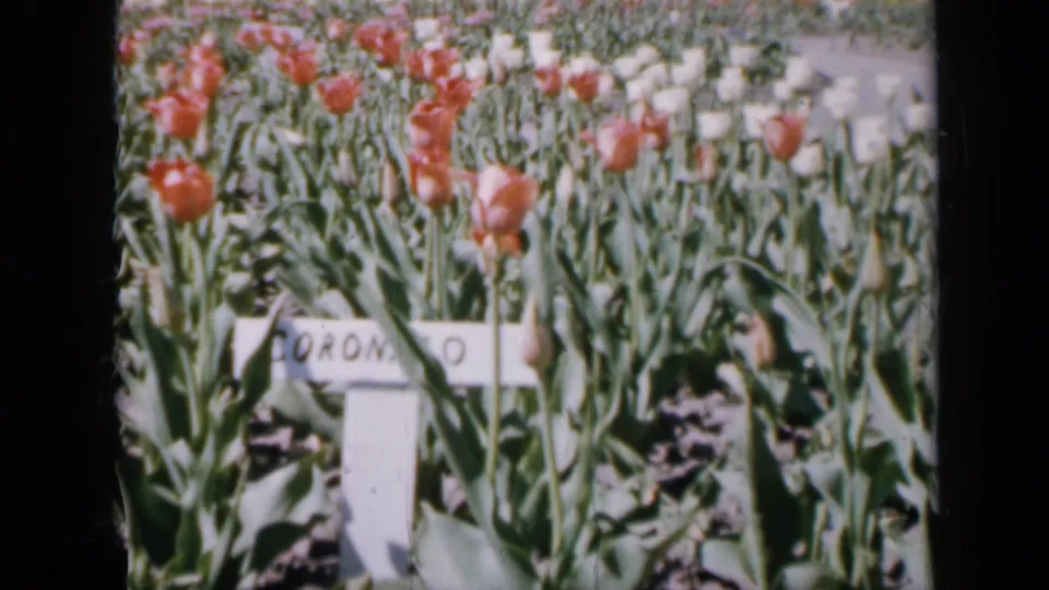 1959 Iowa 8mm frame showing red tulips and green leaves around a white handwritten Coronado plaque in a sunny garden bed.