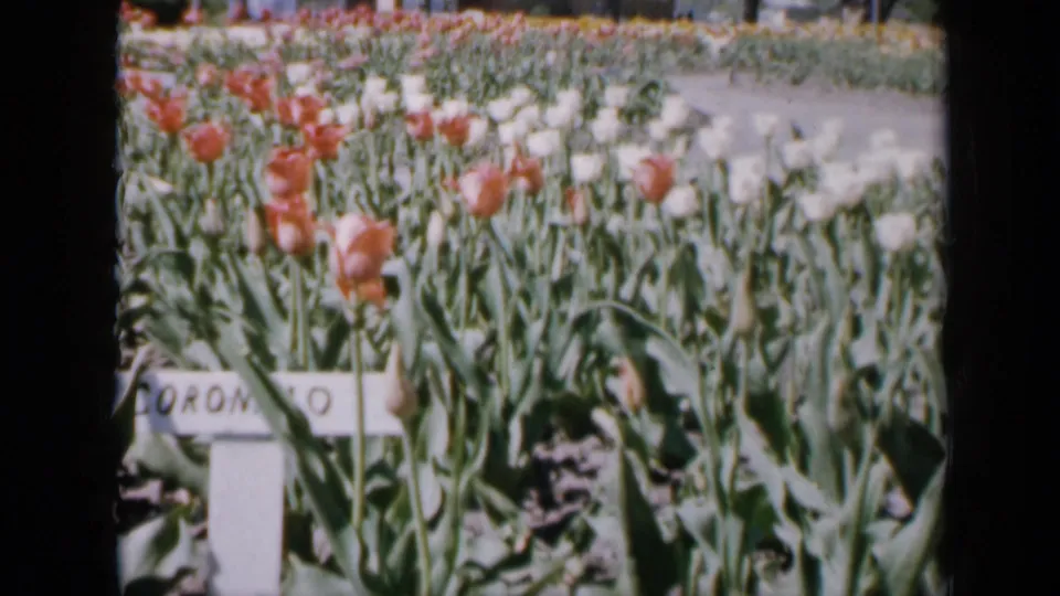 1959 Iowa 8mm frame showing mixed red and pale tulips, dense green foliage, bare soil, and a handwritten Coronado marker.