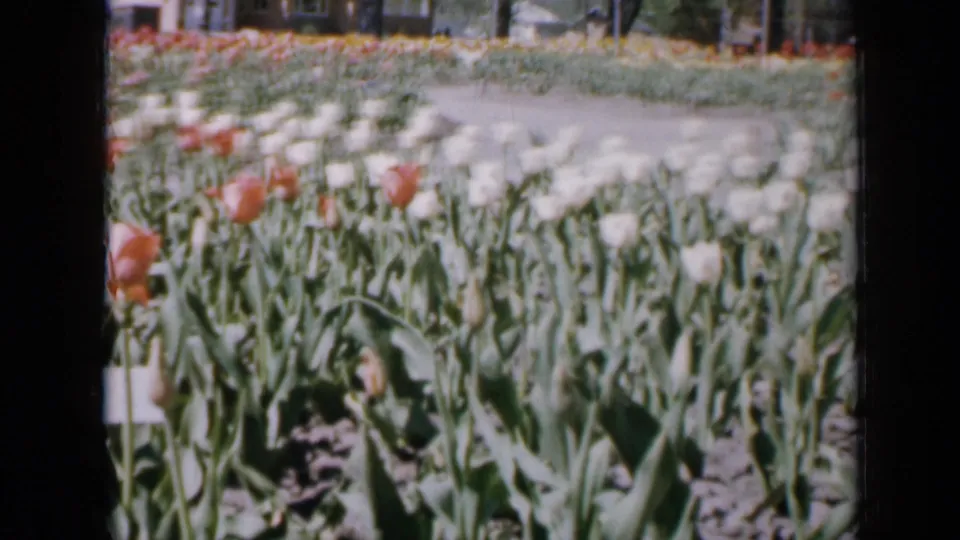 1959 Iowa 8mm frame showing red and white tulips in rows, leafy stems, bare soil, a garden path, fencing, and trees beyond.