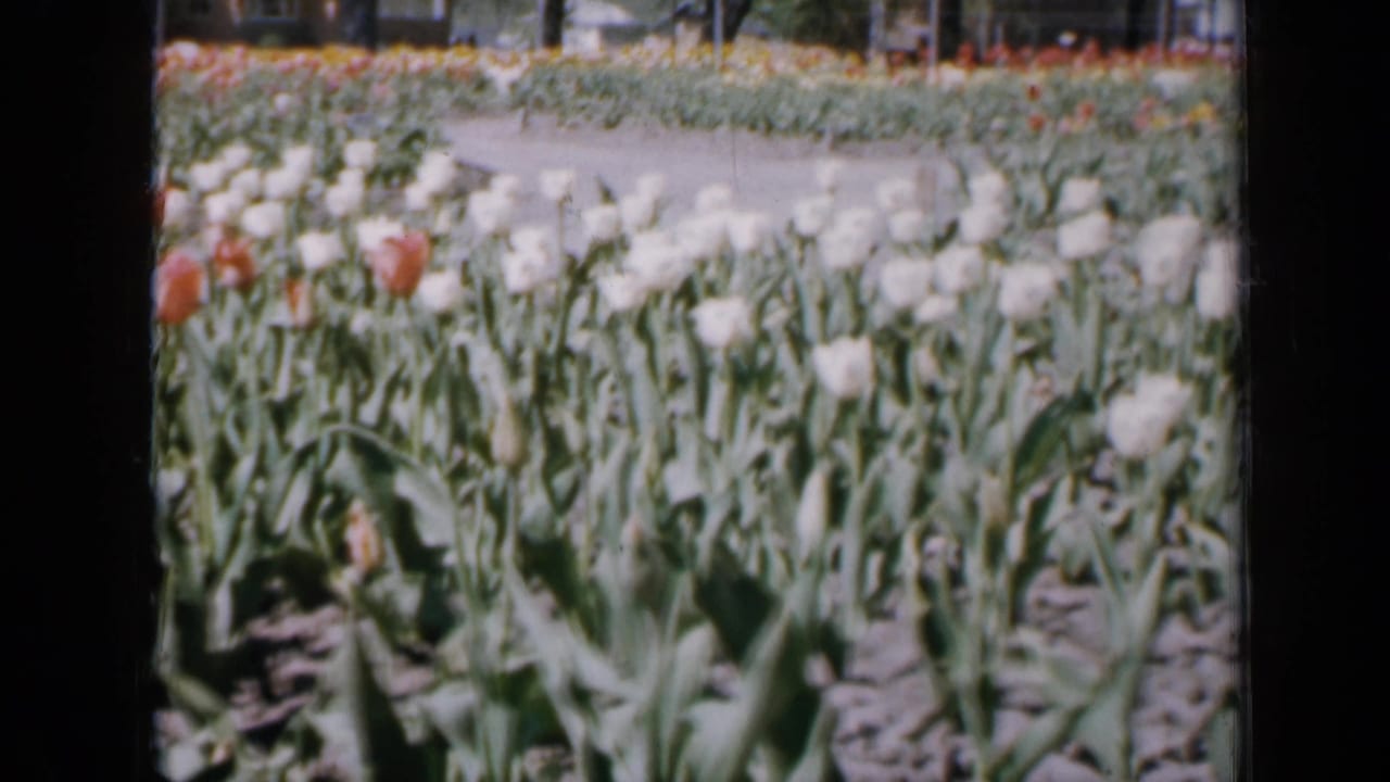 White tulips fill a planted bed with soft bands of orange flowers in the distance.
