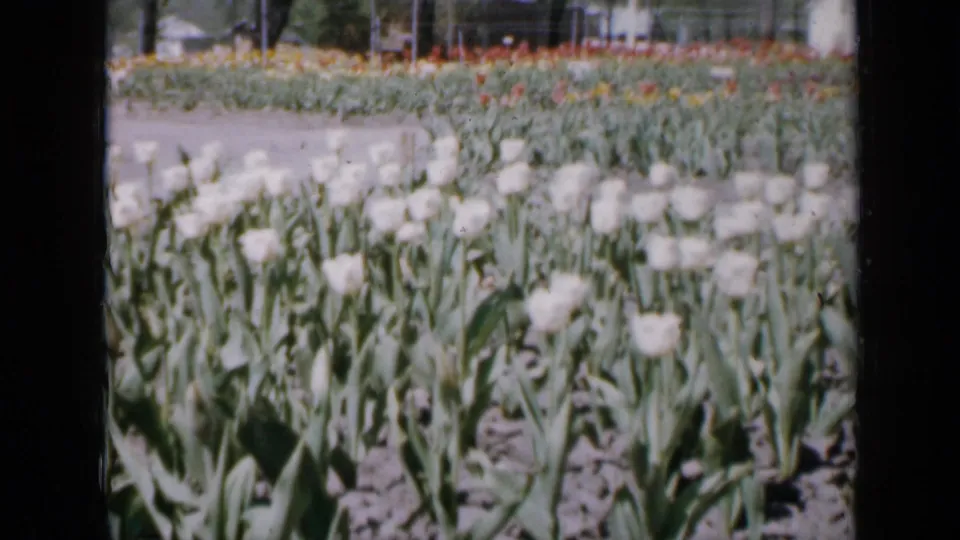 1959 Iowa 8mm view of pale tulips and green leaves, with distant planted rows and a soft background beyond the bed.