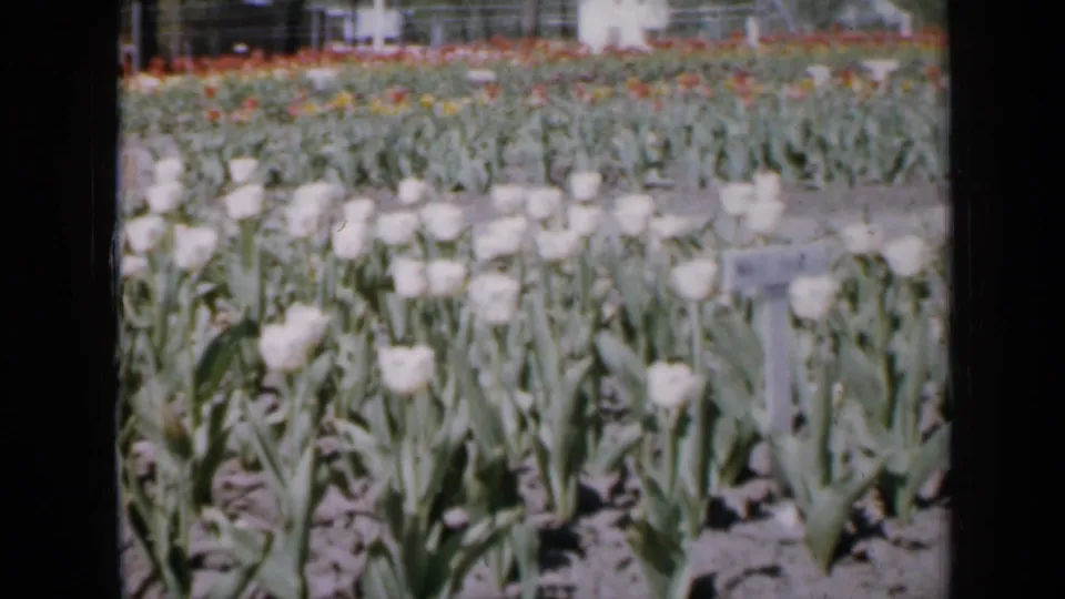 1959 Iowa 8mm frame with white tulips, leafy stems, soil rows, and soft distant bands of red and orange blooms.