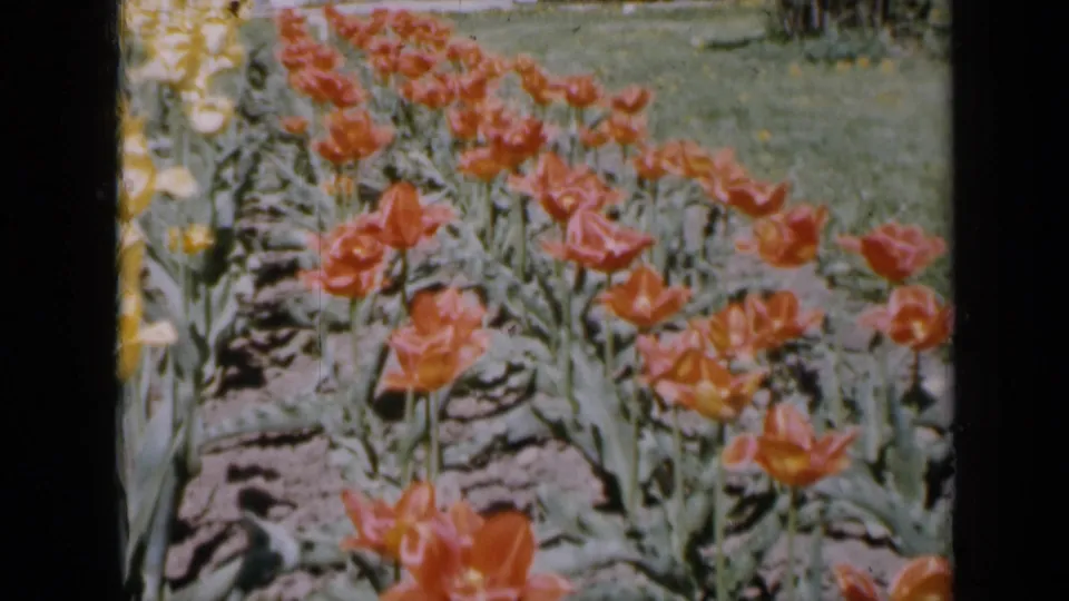1959 Iowa 8mm frame showing orange-red tulips in rows, with yellow flowers, green foliage, soil, and lawn at the edge.