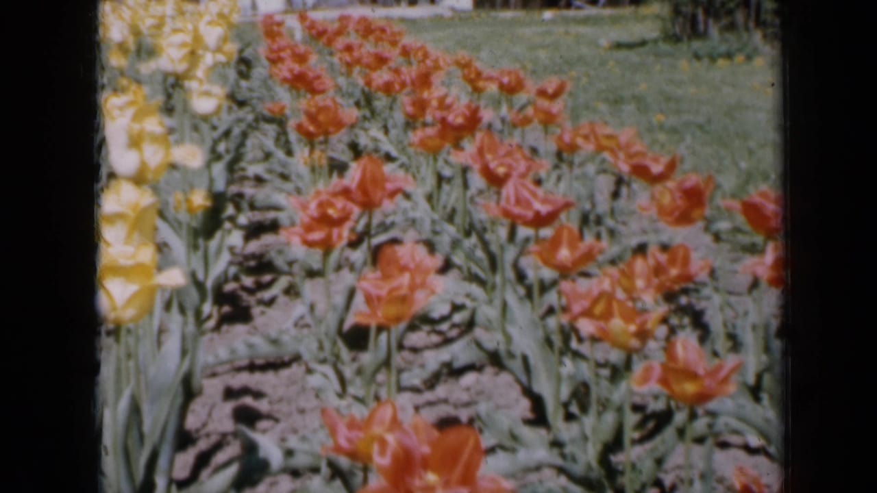 Rows of red and yellow tulips growing in a sunny garden bed.