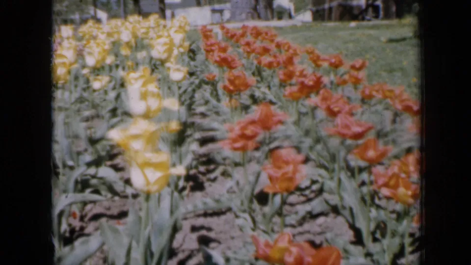 1959 Iowa home-movie frame with yellow tulips in the foreground and red tulip rows receding across a sunny garden bed.