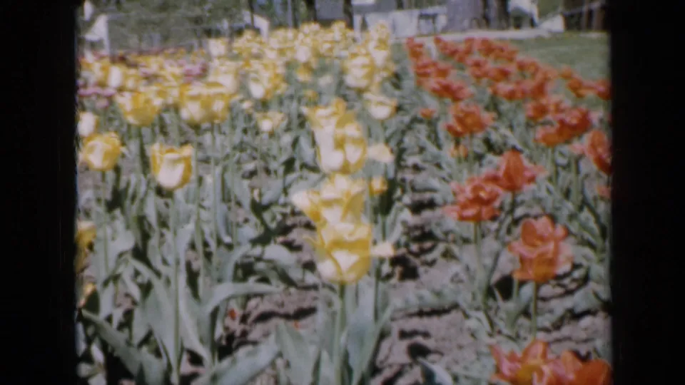 1959 Iowa 8mm frame showing pale yellow tulips and red blooms in a planted outdoor bed, with soft grain and bright exposure.
