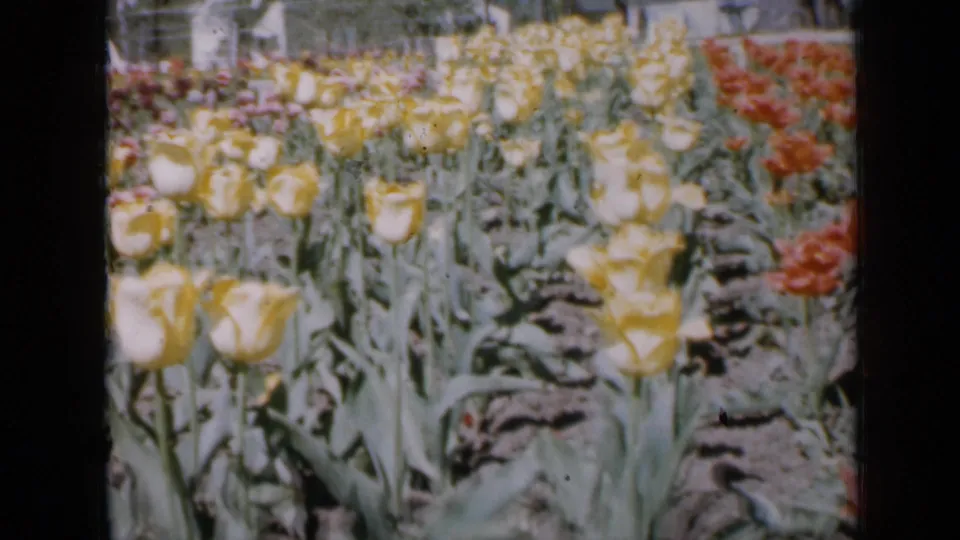1959 Iowa home-movie frame showing rows of yellow and red tulips across a sunlit garden, with visible 8mm texture and dark frame edge.