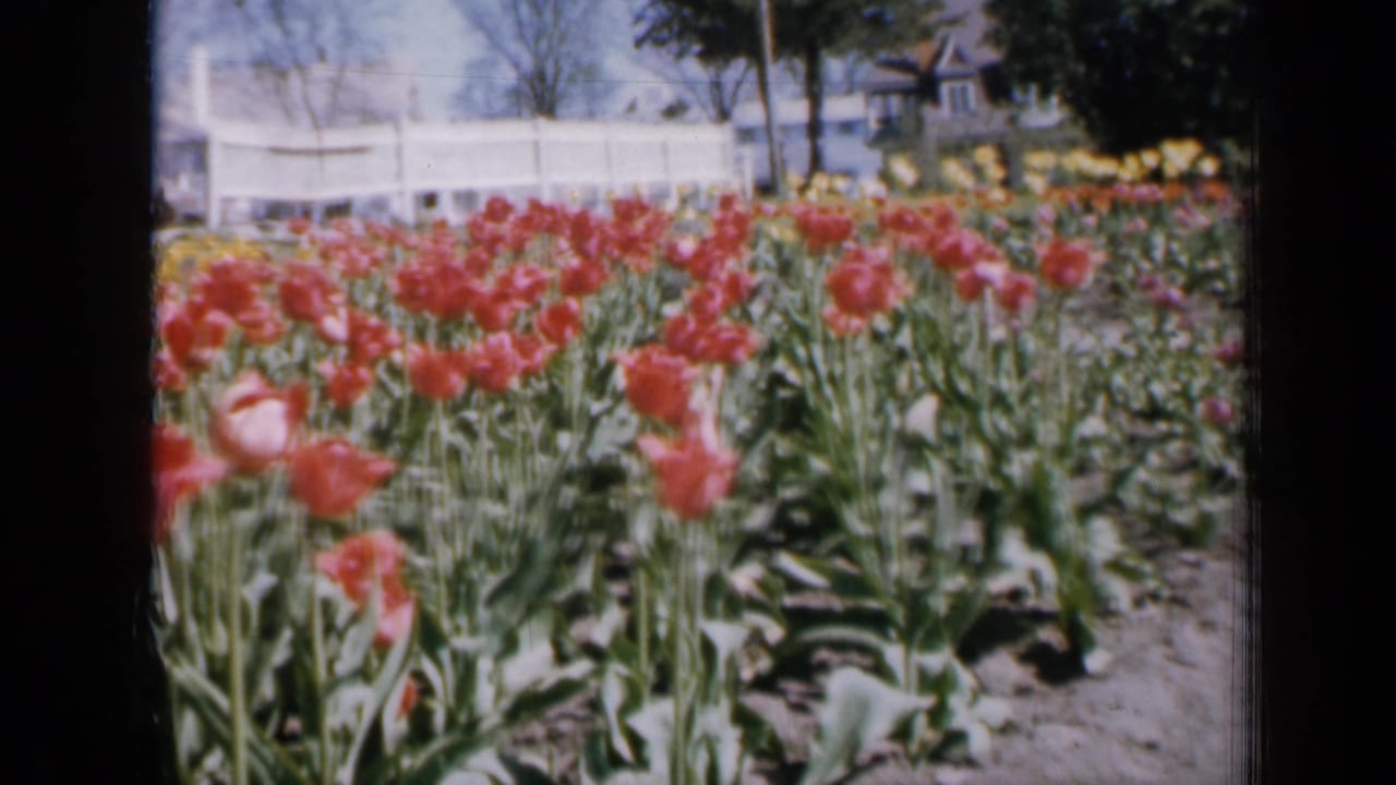 Red tulips in a garden bed with a white fence and house beyond.