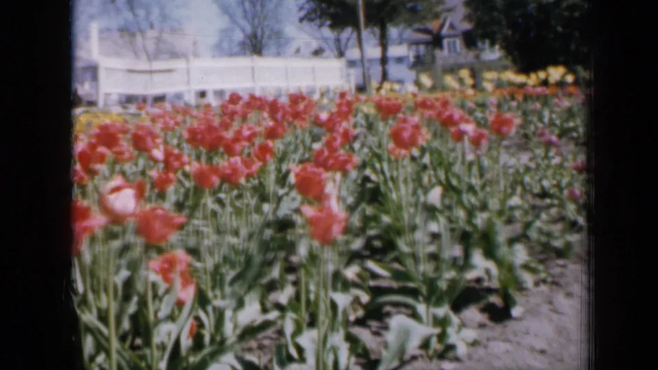 1959 Iowa 8mm frame showing red tulips in bloom, green leaves, soil rows, a white fence, and a house in the background.