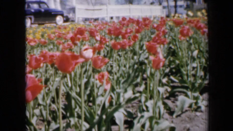 1959 Iowa home-movie frame of tulips and yellow flowers, with a dark car, white fence, and house exterior in the distance.